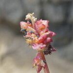 Atriplex prostrata Fruit