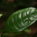 Eugenia coffeifolia 葉