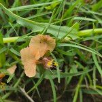 Commelina reptans പുഷ്പം