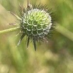 Scabiosa columbaria Virág