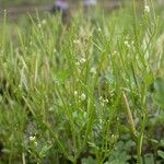 Cardamine bonariensis Habit