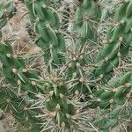 Cylindropuntia imbricata Blad