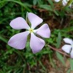 Catharanthus lanceus Flower