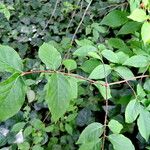 Euonymus verrucosus Leaf