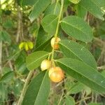 Cordia myxa برگ