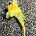 Linaria vulgaris Blomst