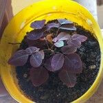 Oxalis hedysaroides Leaf
