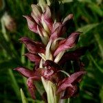 Anacamptis coriophora Flor