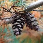 Pinus parviflora ഫലം