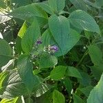 Strobilanthes attenuata Flower