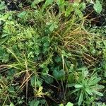 Deschampsia cespitosa Blatt