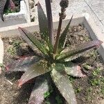 Aloe maculata Habit