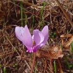 Cyclamen hederifolium花