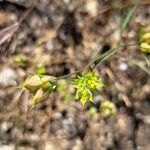 Bupleurum baldenseÕis