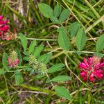 Sulla coronaria Lehti