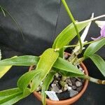 Dendrobium nobile Leaf