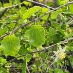 Grewia tenax Leaf