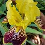 Iris variegata Kvet