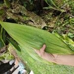 Coelogyne pandurata ഇല