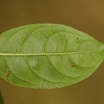 Solanum leucocarpon Лист