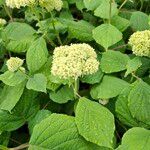 Hydrangea arborescensŽiedas