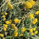 Achillea ageratum Folha