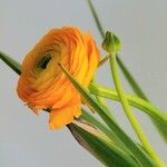 Ranunculus asiaticusЦвят