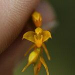 Bulbophyllum fuscum 花