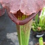 Sarracenia purpurea 葉