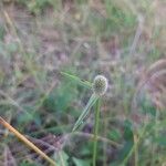 Cyperus obtusatus Habitus