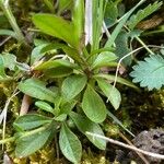 Polygala amarella Folha