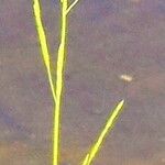 Glyceria fluitans Bloem