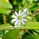 Stellaria mediaFlor