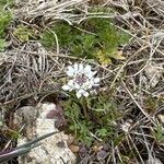 Teesdalia coronopifolia Fleur