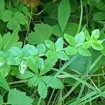 Galium rotundifolium Φύλλο