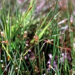 Juncus filiformis Arall