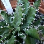 Euphorbia stellata 葉