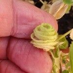Medicago scutellata Fruto