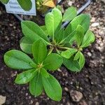 Rhododendron loranthiflorum Leaf