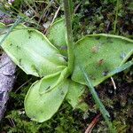 Pinguicula grandiflora Ліст