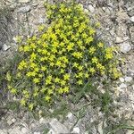 Euphorbia spinosaFlower