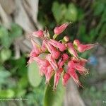 Euphorbia tithymaloides Flor