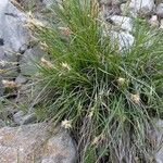 Carex ferruginea Habit