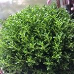 Hebe cupressoides 葉