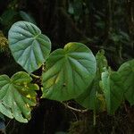 Begonia poculifera Deilen