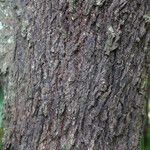 Combretum celastroides Rinde
