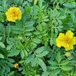 Tagetes tenuifolia Квітка