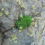 Saxifraga exarata 花