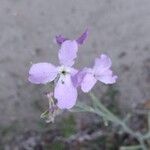 Matthiola longipetala Kvet