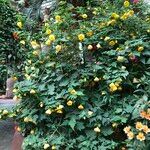 Abutilon spp. Natur